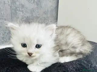 Persian cats Silver tipped Persians - Advert 2