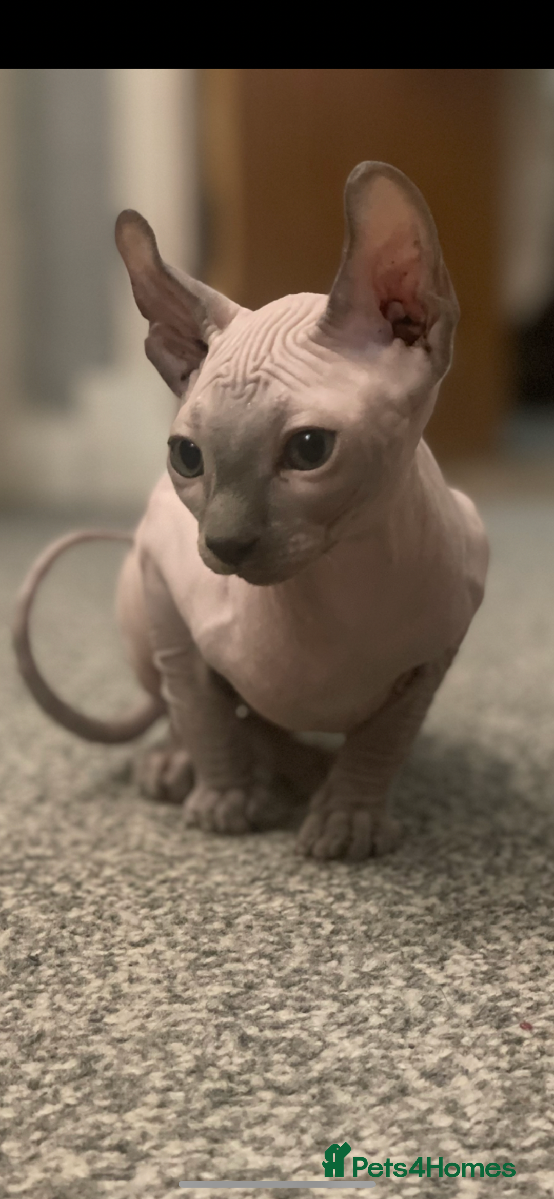Sphynx cats for sale: Pedigree sphynx kittens  - Image 1