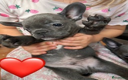 French Bulldog dogs for sale: Solid Blue French Bulldog  - Image 16
