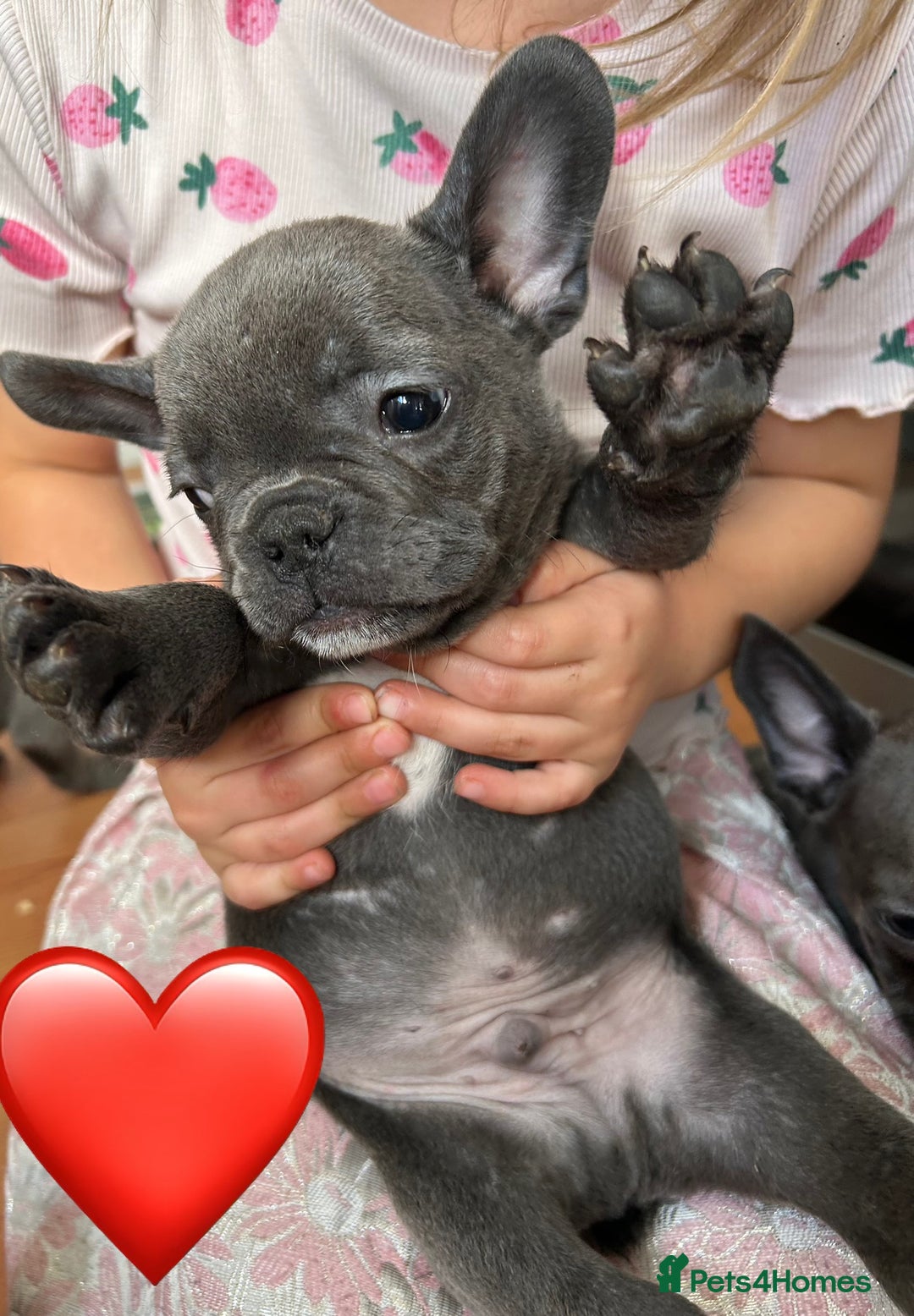 French Bulldog dogs for sale: Solid Blue French Bulldog  - Image 16