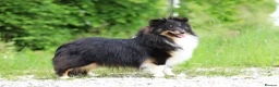 Shetland Sheepdog dogs for sale: Litter on the way 🐾 - Advert 6