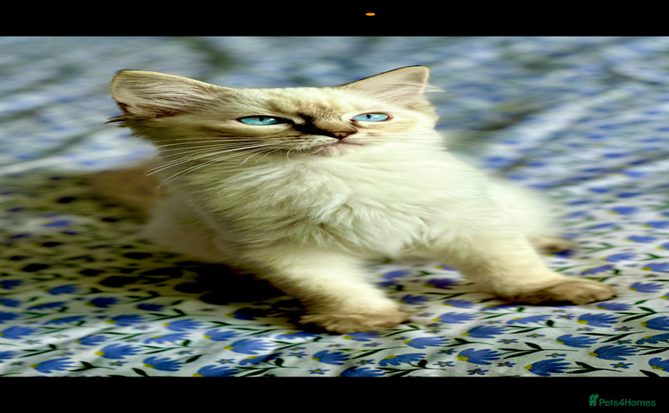 Ragdoll cats - Advert 2
