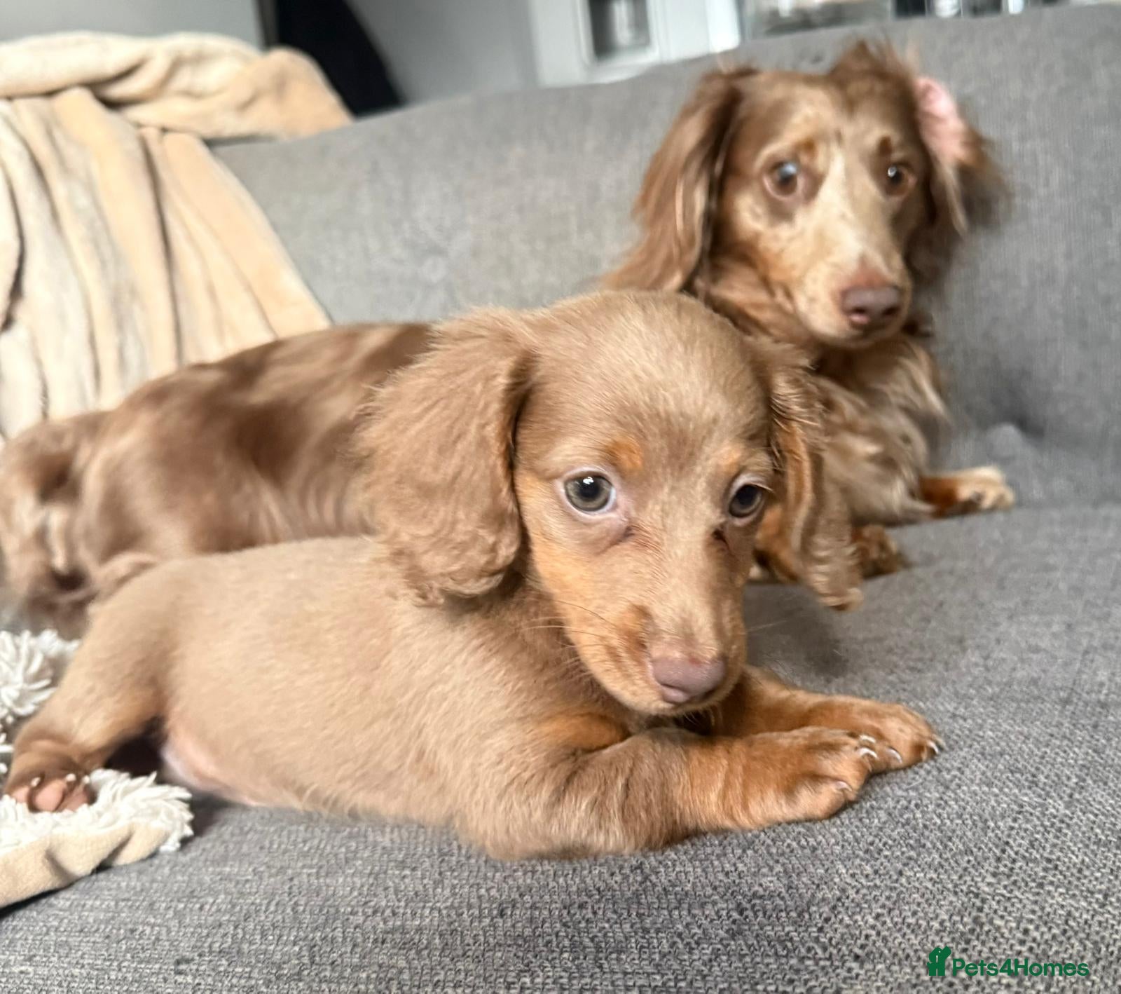 Dachshund dogs Mini long hair dachound avalabel  £750,00  - Advert 2