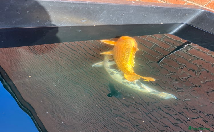 Koi Carp fish - Advert 1