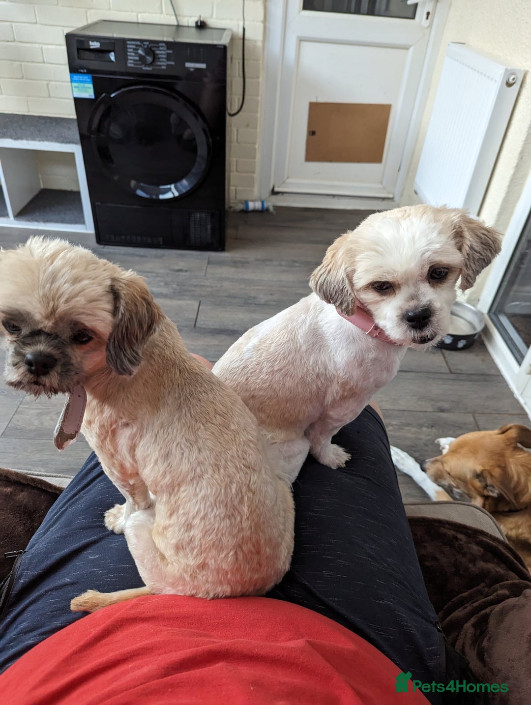 Zuchon dogs for sale: Loving, Permanent Home Wanted for Melody & Eclipse - Advert 2
