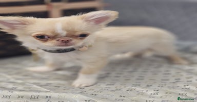 Chihuahua dogs - Advert 3