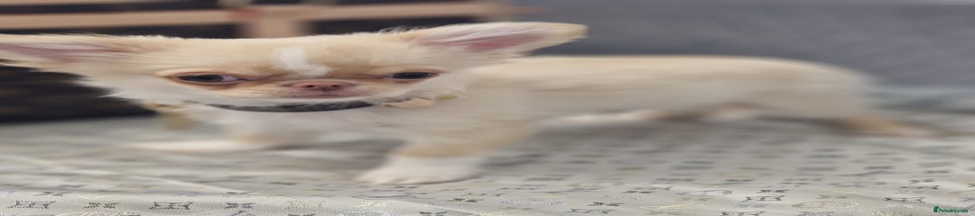 Chihuahua Puppy 3