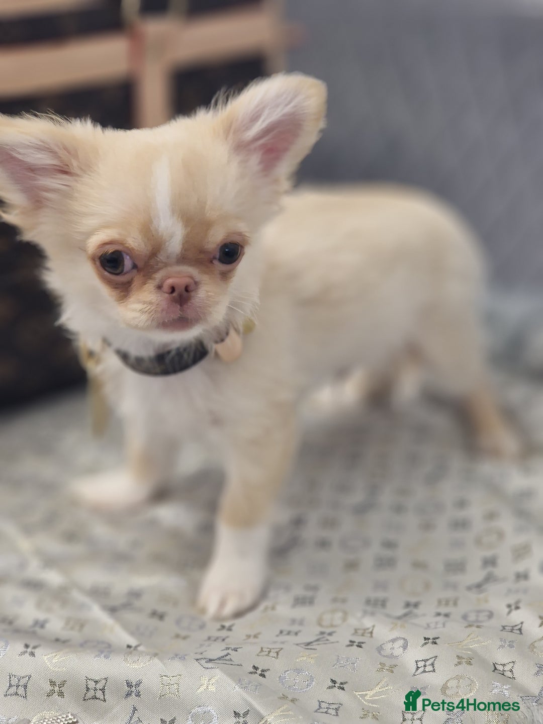 Chihuahua dogs for sale: ‼️Last 1 Boy‼️Kc reg long coat Quality chihuahua - Image 1