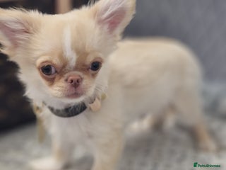 Chihuahua dogs - Advert 5