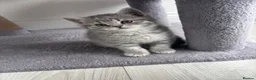 Scottish Fold cats for sale: British shorthair and Scottish straight mix  - Advert 29