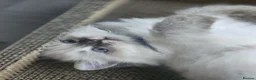Ragdoll cats for sale: 2 Stunning TICA Ragdoll Boys  - Advert 8