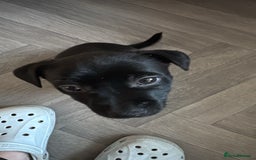 Mixed Breed dogs for sale: Loving staffy looking for forever home  - Image 12