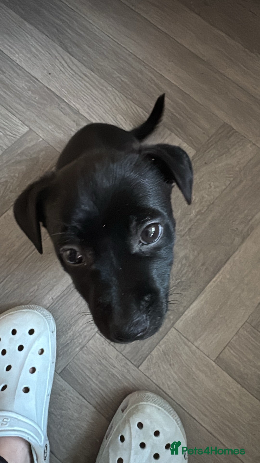 Mixed Breed dogs for sale: Loving staffy looking for forever home  - Image 12