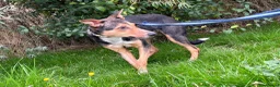 Mixed Breed dogs for adoption: Oscar / Leamington Spa Warwickshire in Leamington Spa - Advert 16