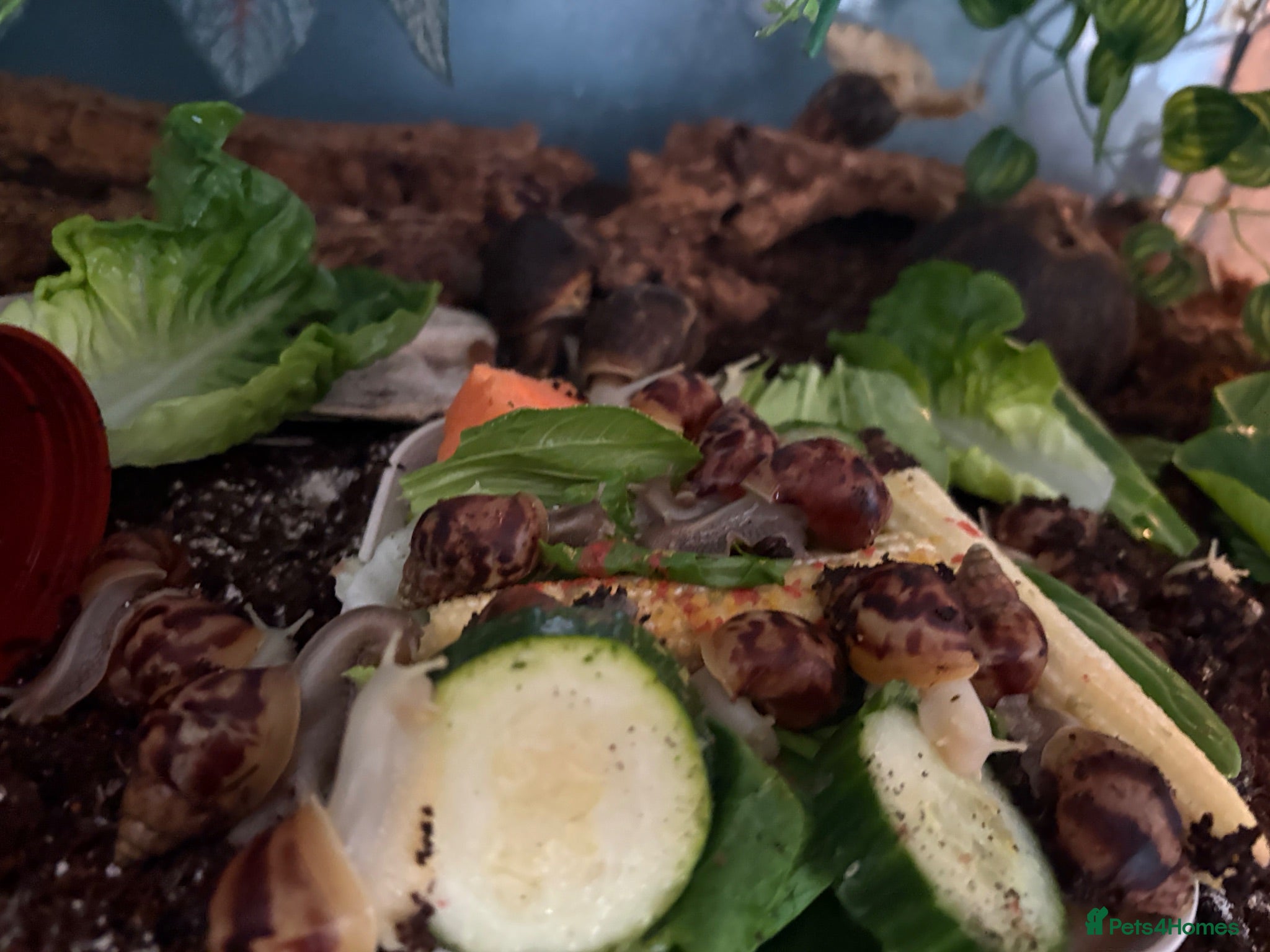 Snails invertebrates Giant African land snails  - Advert 2