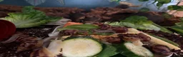 Snails invertebrates for sale: Giant African land snails  - Advert 2