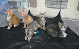Mixed Breed cats for sale: Adorable Tabby Kittens 🐾 - Image 3