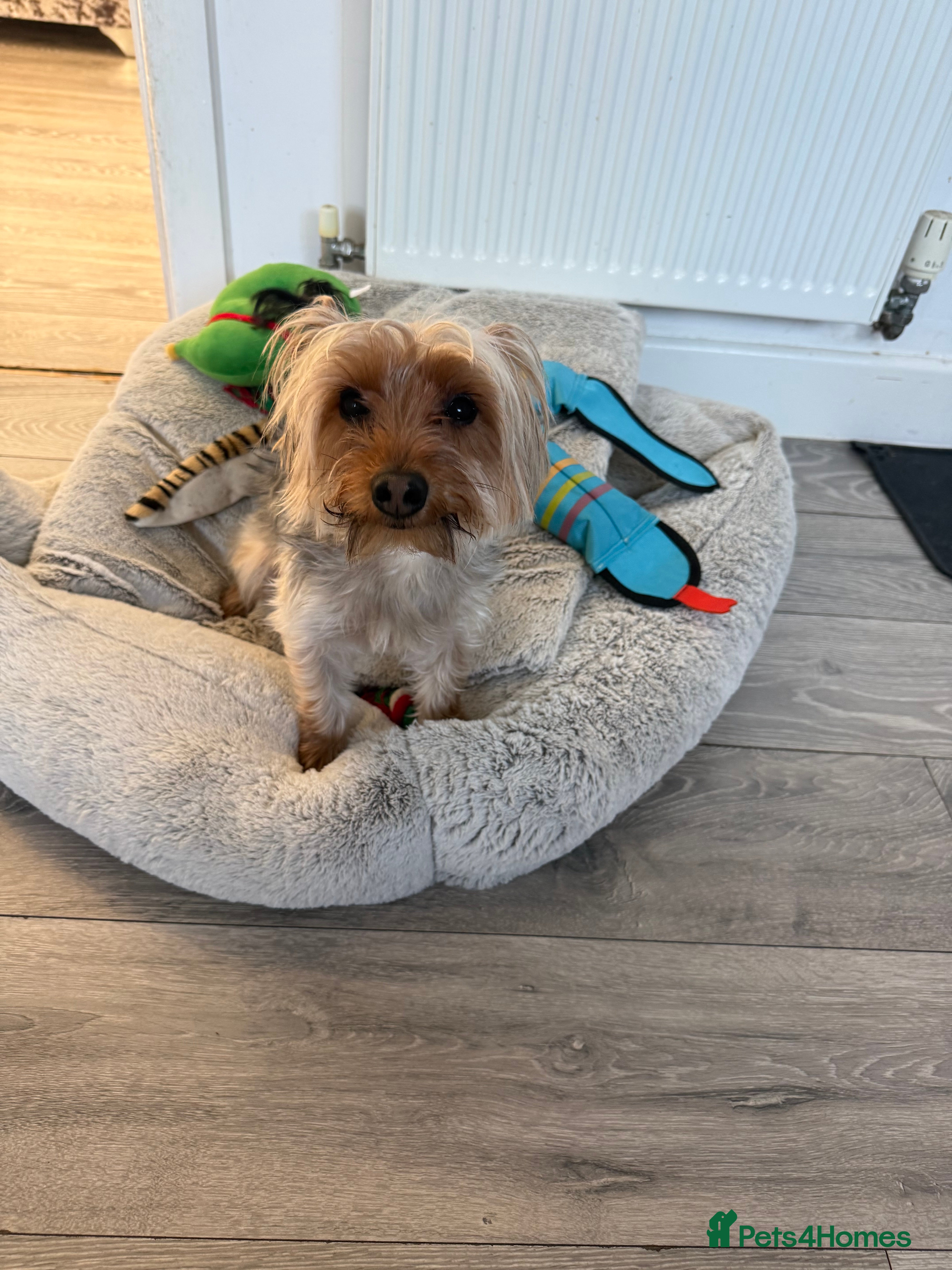 Yorkshire Terrier dogs Boy dog for sale  - Advert 1