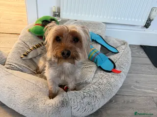 Yorkshire Terrier dogs Boy dog for sale - Advert 1