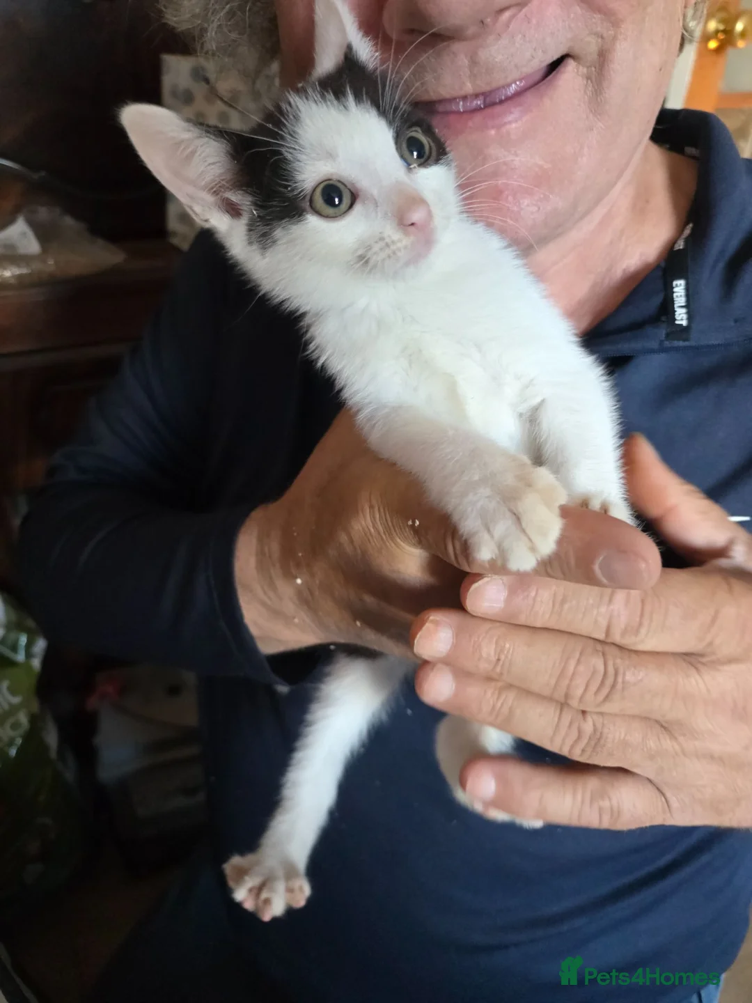 Mixed Breed cats for sale: 3 kittens for sale  - Advert 1