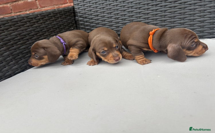 Miniature Dachshund dogs - Advert 16