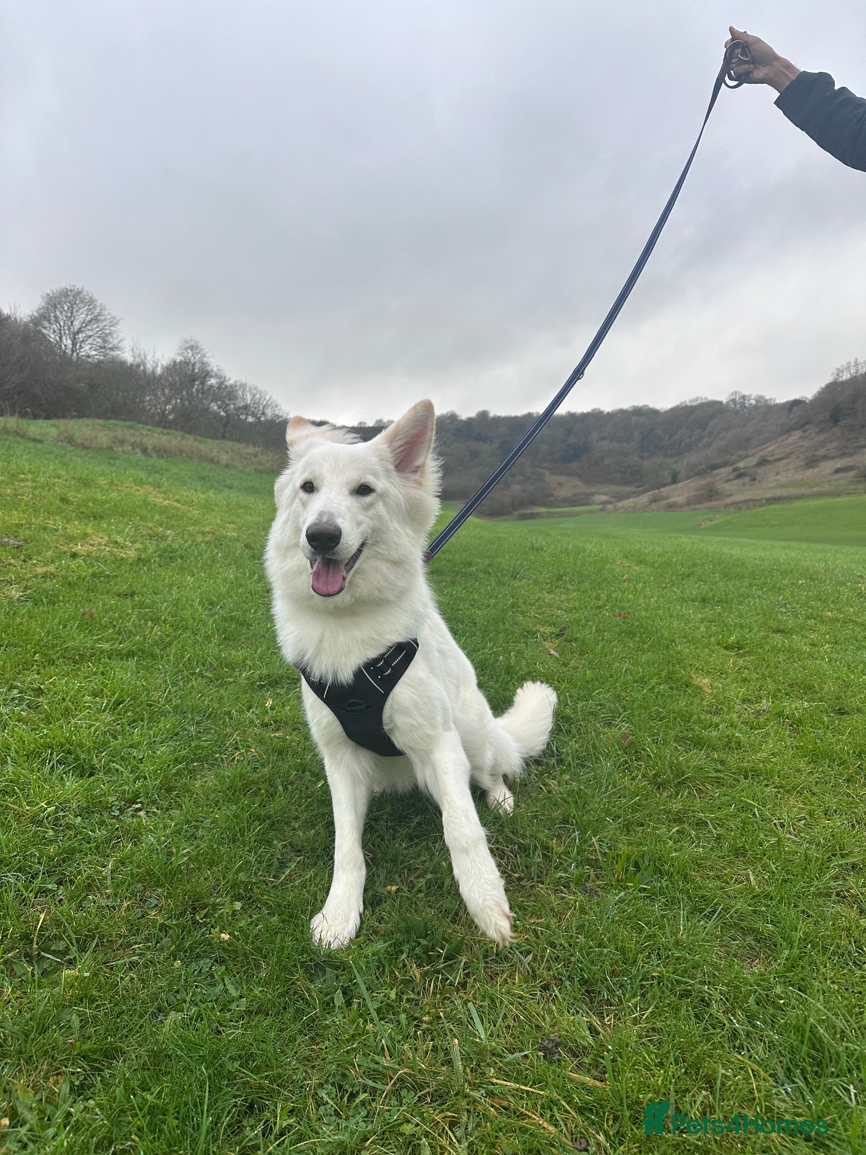 German Shepherd dogs Huge Potential Shepherd for the Right Home - Advert 12