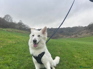 German Shepherd dogs Huge Potential Shepherd for the Right Home - Advert 1