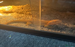 Bearded Dragon reptiles for sale: Male bearded dragon  - Image 1
