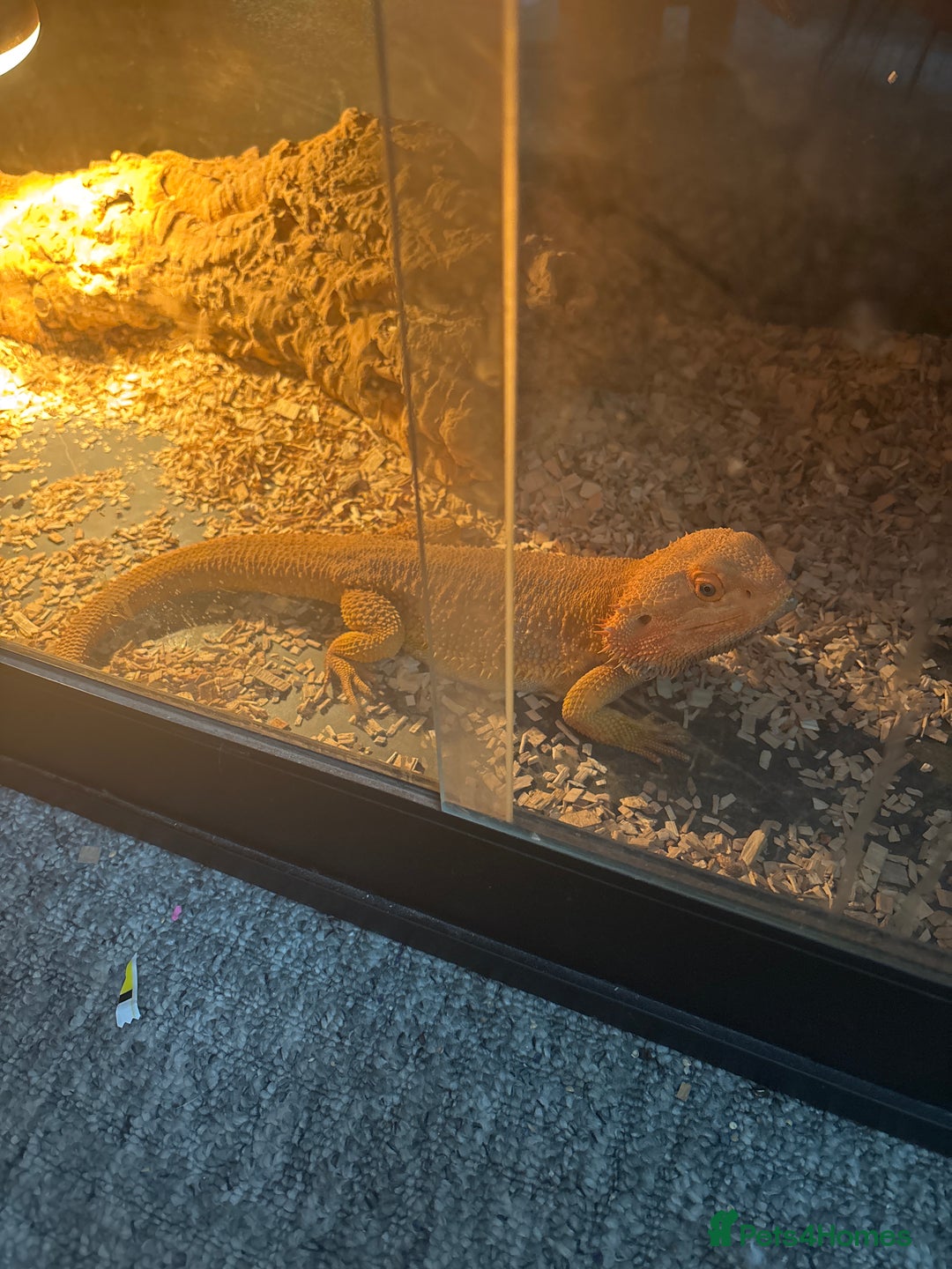 Bearded Dragon reptiles for sale: Male bearded dragon  - Image 1