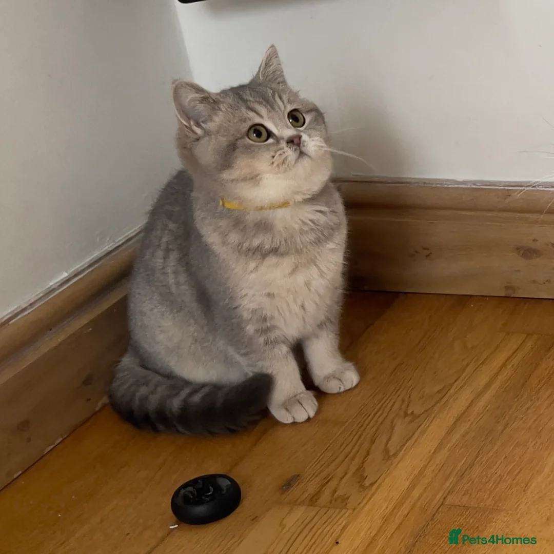 British Shorthair cats for sale: Only one TICA & GCCF British Shorthair Kitten  - Advert 3