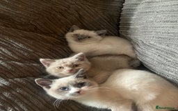 Persian cats for sale: Our cute adorable bundles of joy Persian kittens - Image 12
