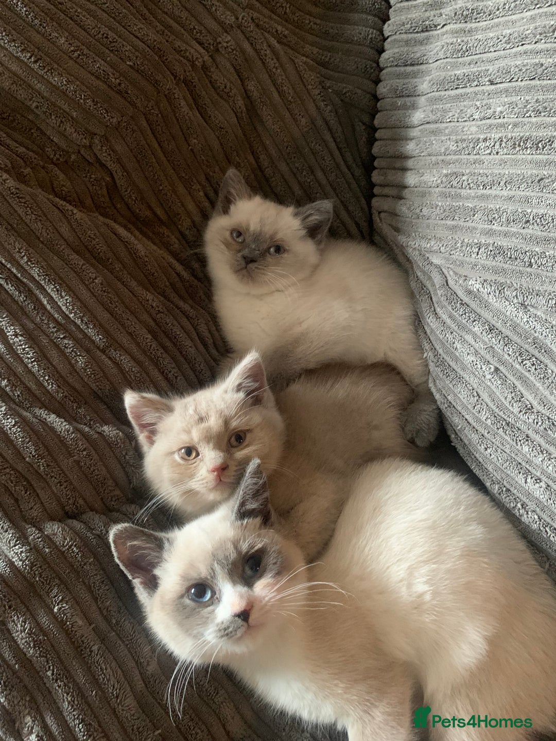 Persian cats for sale: Our cute adorable bundles of joy Persian kittens - Image 12