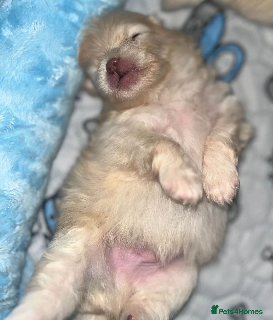 Pomeranian dogs for sale: 2 stunning Pomeranian boys available. - Advert 12