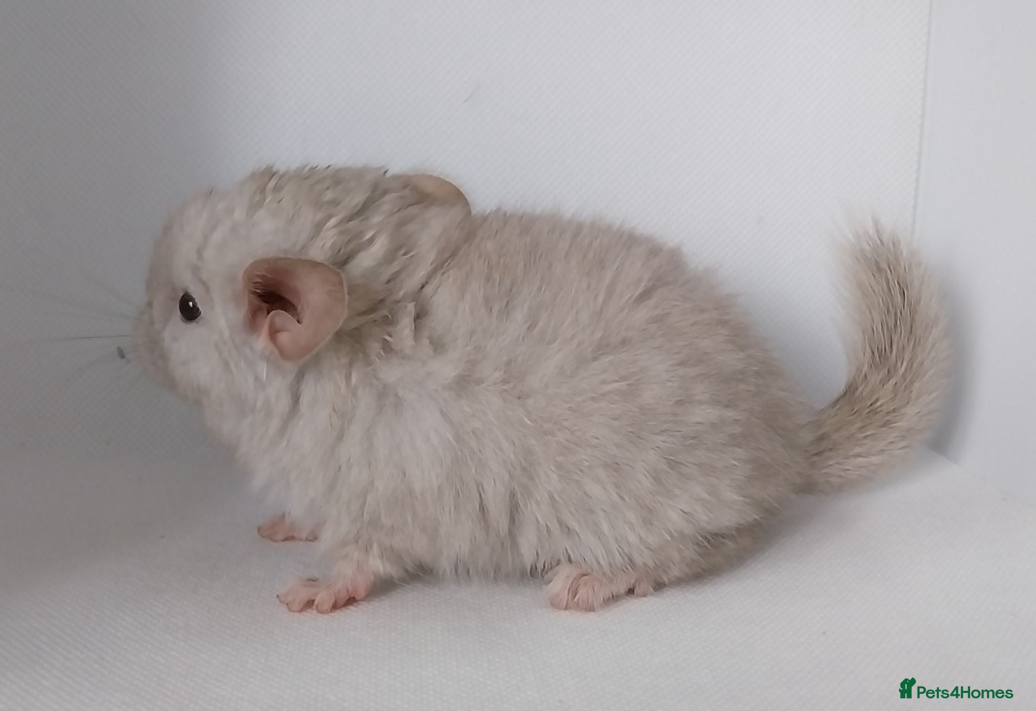 Chinchilla rodents Chinchilla Kits - Advert 2
