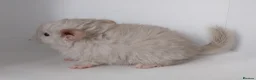 Chinchilla rodents for sale: Chinchilla Kits in Ashington - Advert 1