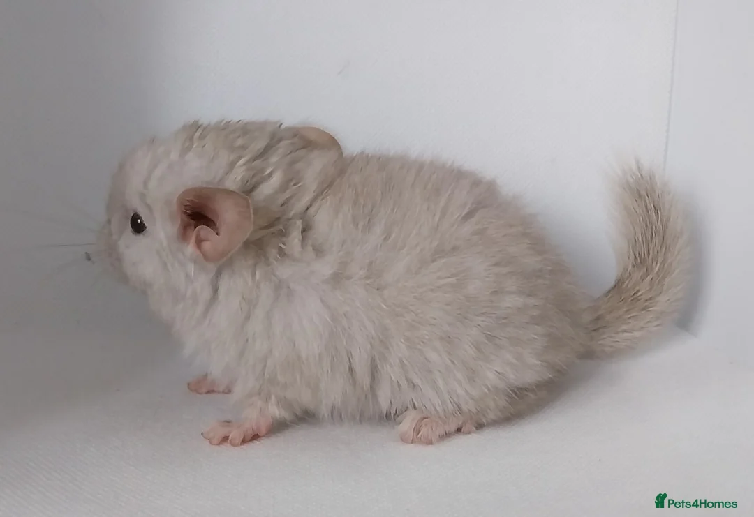 Chinchilla rodents for sale: Chinchilla Kits in Ashington - Advert 1