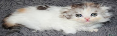 Scottish Fold Kitten 4