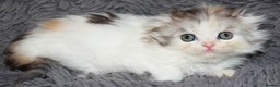 Scottish Fold cats for sale: Four wonderful Scottish Fold/straight kittens - Advert 7