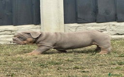 English Bulldog dogs for sale: Quality English bulldogs  - Image 4