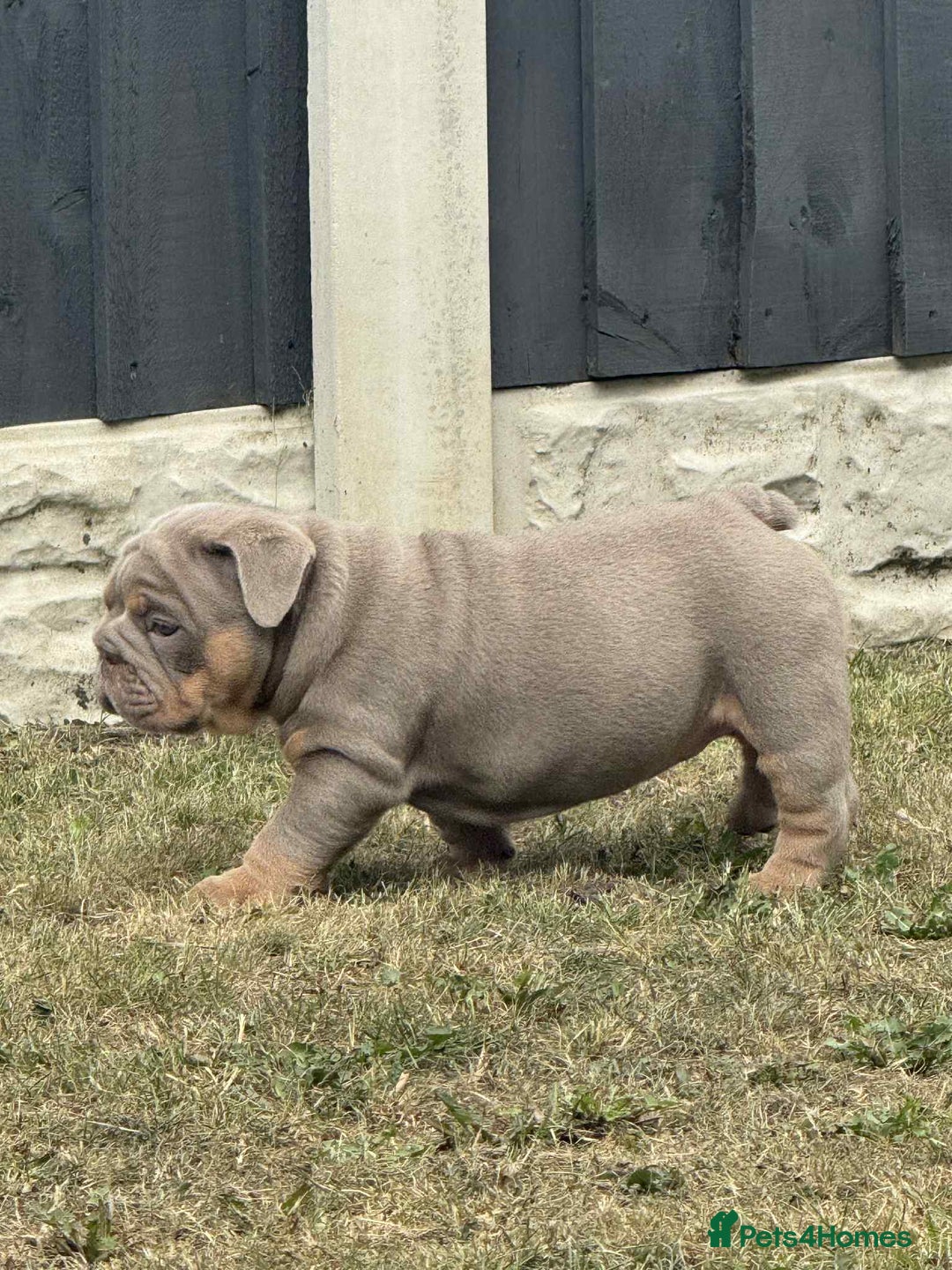 English Bulldog dogs for sale: Quality English bulldogs  - Image 4