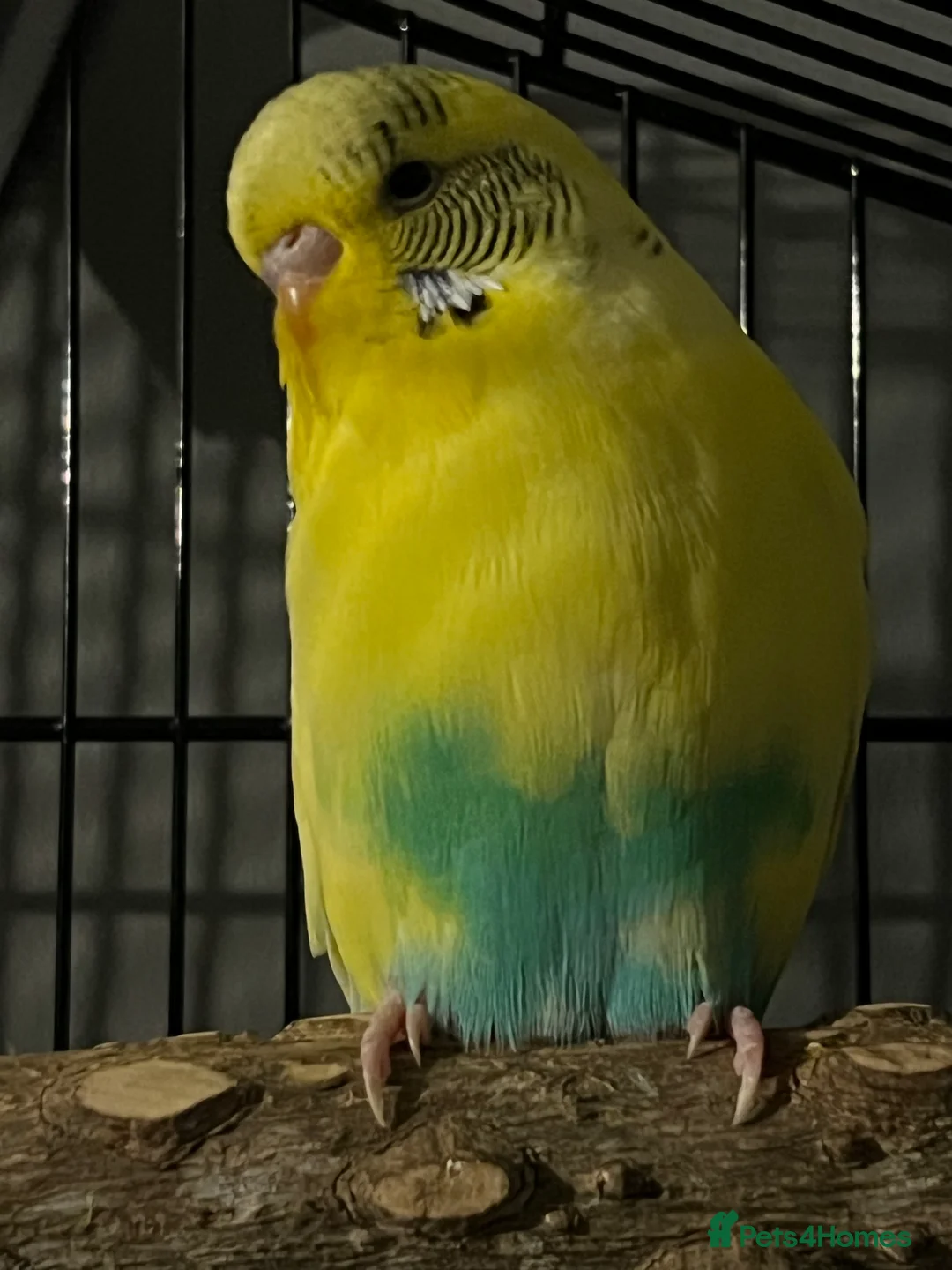 Budgerigars birds for sale: 2 lovely budgies  - Advert 3