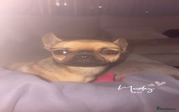 Mixed Breed dogs for sale: Chihuahua cross Frenchie - Image 4