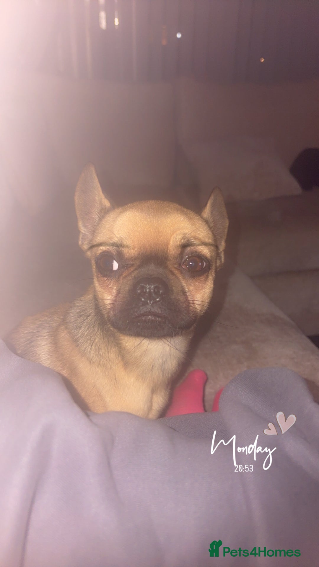 Mixed Breed dogs for sale: Chihuahua cross Frenchie - Image 4