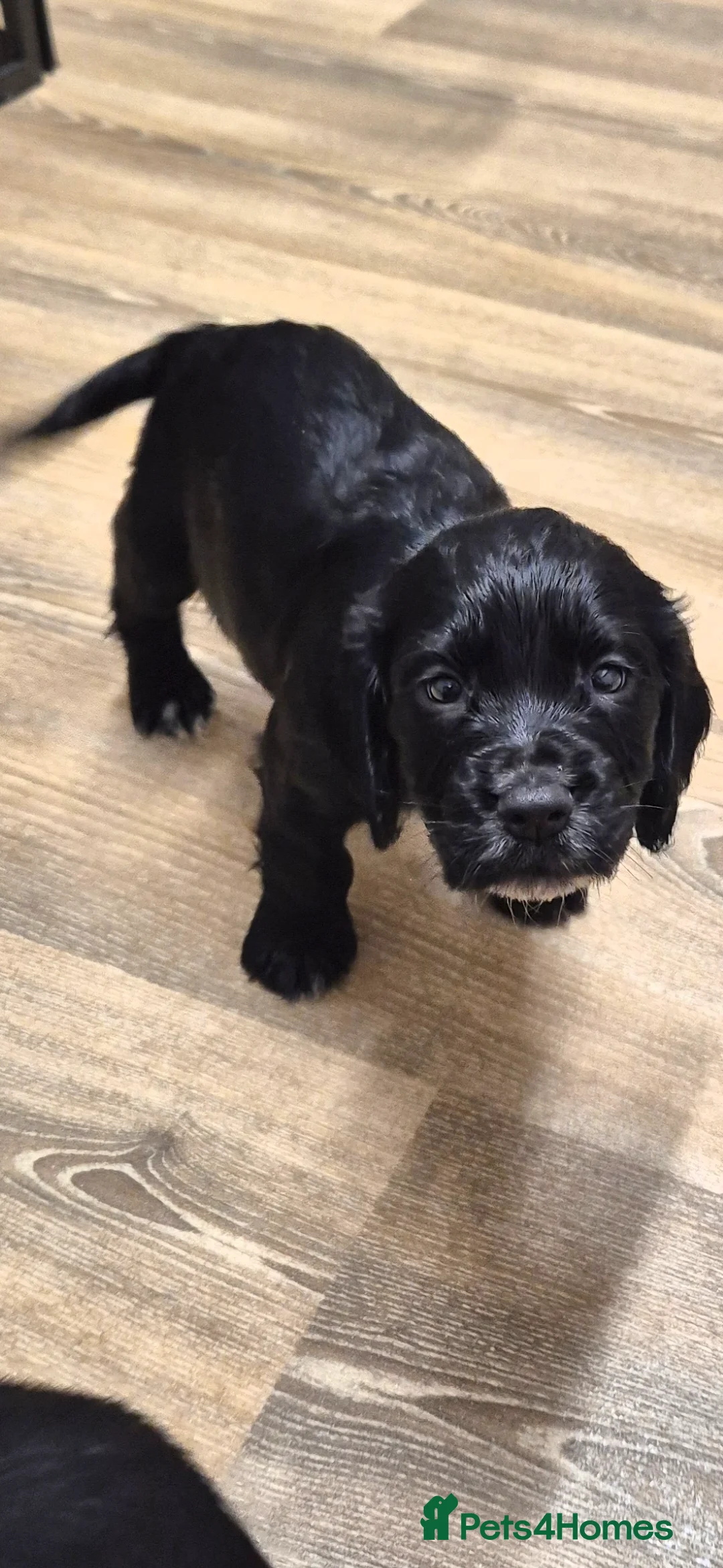 Cocker Spaniel dogs for sale: Working cocker spaniel pups - Advert 8