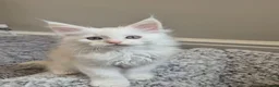 Maine Coon cats for sale: Maine Coon Kittens ready for there forever homes  - Advert 19