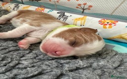 Cavalier King Charles Spaniel dogs for sale: Fully Health Tested Male CKCS Puppies - Image 15