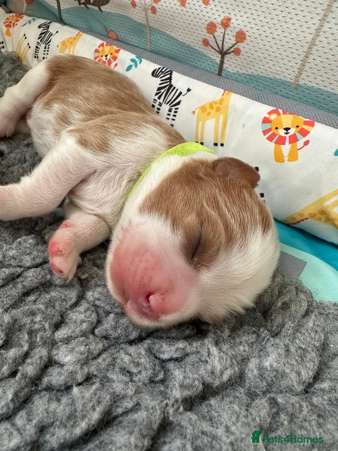 Cavalier King Charles Spaniel dogs for sale: Fully Health Tested Male CKCS Puppies - Image 15