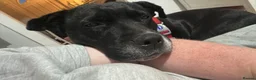 Staffordshire Bull Terrier dogs for sale: Czarny - pronounced Sharna  in Bishop Auckland - Advert 9