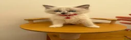Ragdoll cats for sale: Beautiful Ragdoll cat - Advert 19