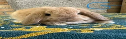 Mini Lop rabbits for sale: Mini Lop Rabbits For Sale - Advert 7